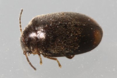 Contacyphon pusillus