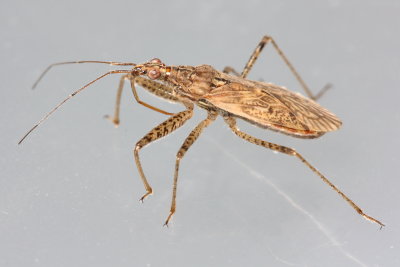 Nabis roseipennis