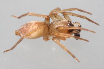 Family Clubionidae - Sac Spiders