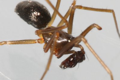 Diplostyla concolor (Linyphiinae)