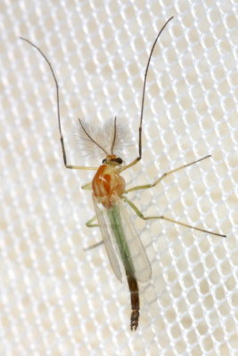 Cryptochironomus sp.