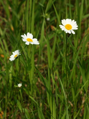 Oxeye Daisy (Leucanthemum vulgare)