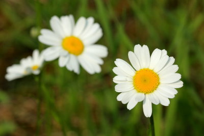 Oxeye Daisy (Leucanthemum vulgare)