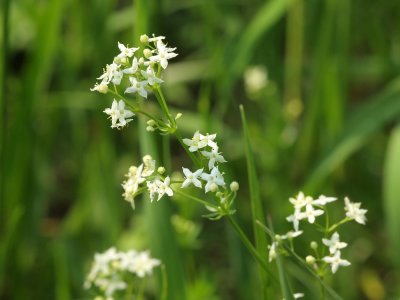 Wild Madder (Galium mollugo)