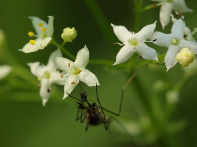 Wild Madder (Galium mollugo)