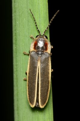 Photinus obscurellus