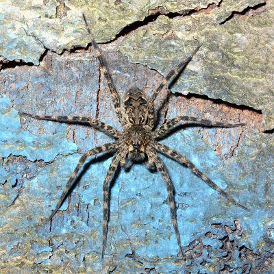 Dock Spider (Dolomedes tenebrosus)