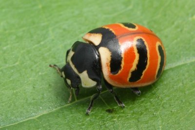 Three-banded Lady Beetle (Coccinella trifasciata perplexa)