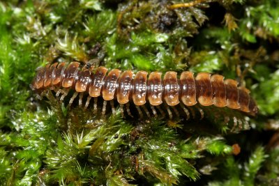 Pseudopolydesmus canadensis, family Polydesmidae