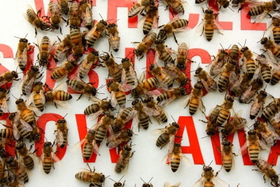 Honey Bee (Apis mellifera) swarm