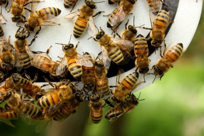 Honey Bee (Apis mellifera) swarm
