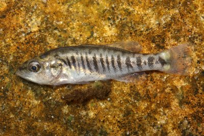 Largemouth Bass (Micropterus salmoides)