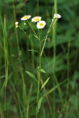 Sweet Scabious (Erigeron annuus)