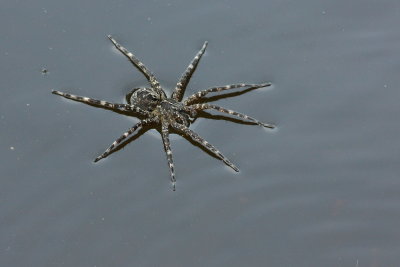 Striped Fishing Spider (Dolomedes scriptus)