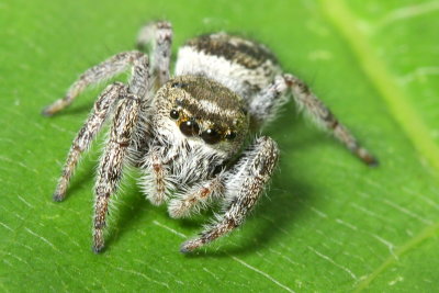 Bronze Lake Jumper (Eris militaris)