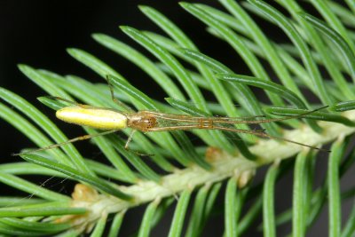 Family Tetragnathidae - Longjawed Orbweavers