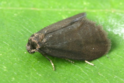 Family Psychidae - Bagworm Moths
