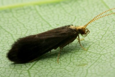 Nyctiophylax sp.