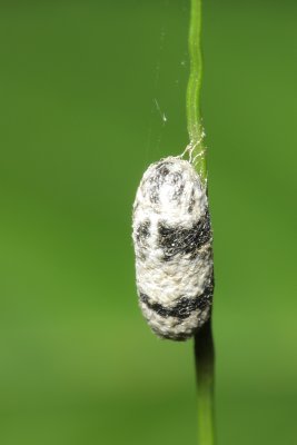 Braconid cocoon (Campopleginae)