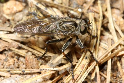 Neomochtherus latipennis (Asilinae)