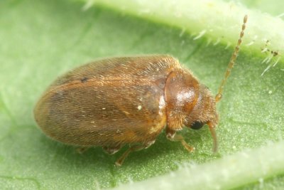 Contacyphon variabilis complex