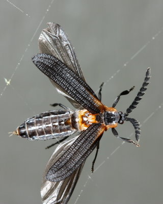 Family Lycidae - Net-winged Beetles