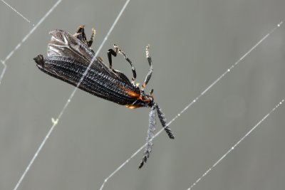 Leptoceletes basalis