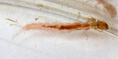Cernotina spicata