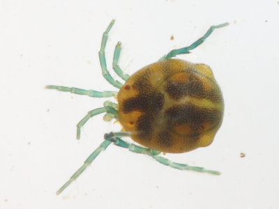 Arrenurus sp.