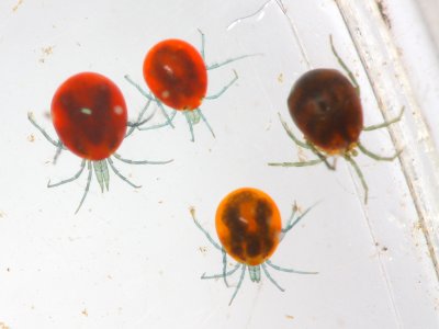 Limnesia spp.
