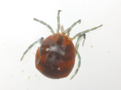 Arrenurus sp.