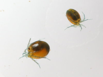 Family Oxidae