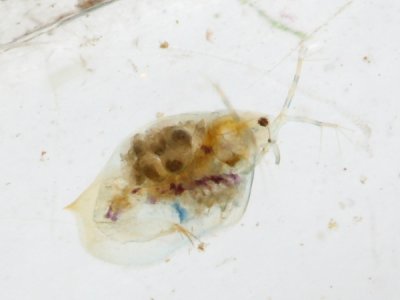 Ophryoxus gracilis, family Macrothricidae