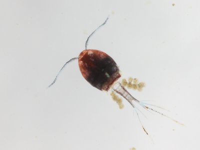 Cyclopoid copepod