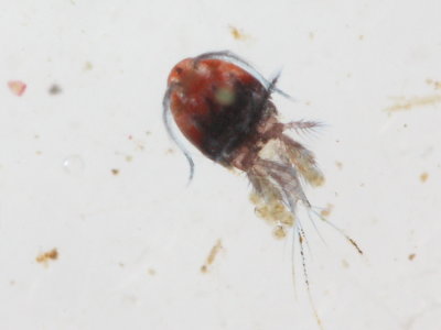 Cyclopoid copepod