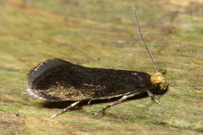 Hodges#0276 Doleromorpha porphyria