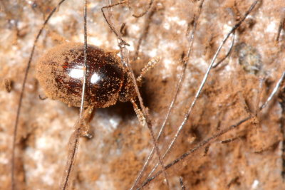 Family Leiodidae - Small Carrion Beetles