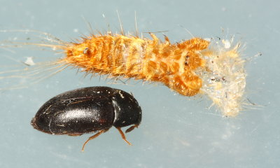 Black Carpet Beetle (Attagenus u. unicolor)