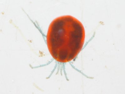 Limnesia sp.