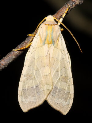 Banded Tussock Moth, Hodges#8203 Halysidota tessellaris