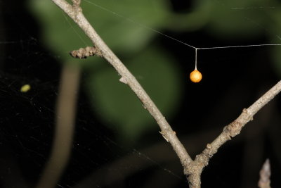 Family Theridiosomatidae - Ray Spiders