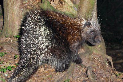 North American Porcupine (Erethizon dorsatum)