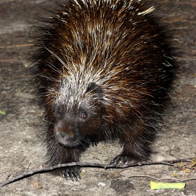 North American Porcupine (Erethizon dorsatum)