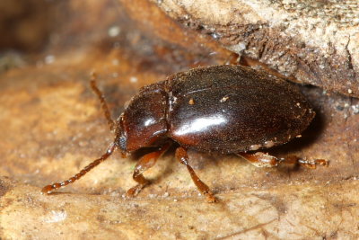 Family Endomychidae - Handsome Fungus Beetles