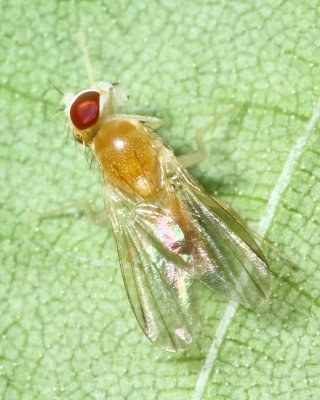 Sobarocephala flaviseta