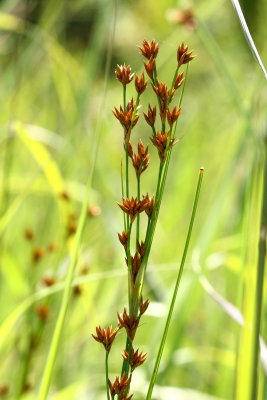 Order Poales - Grasses and Sedges