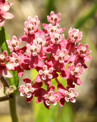 Swamp Milkweed (Asclepias incarnata)