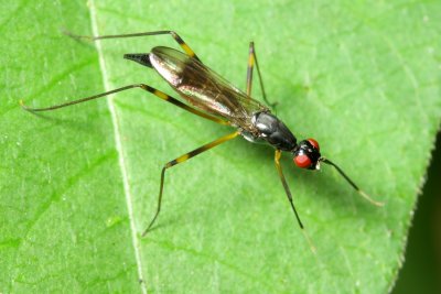 Stilt-legged Fly (Rainieria antennaepes), family Micropezidae