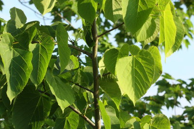 Basswood (Tilia americana), family Malvaceae