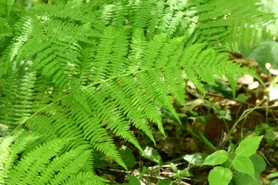 Lady Fern (Athyrium filix-femina)
